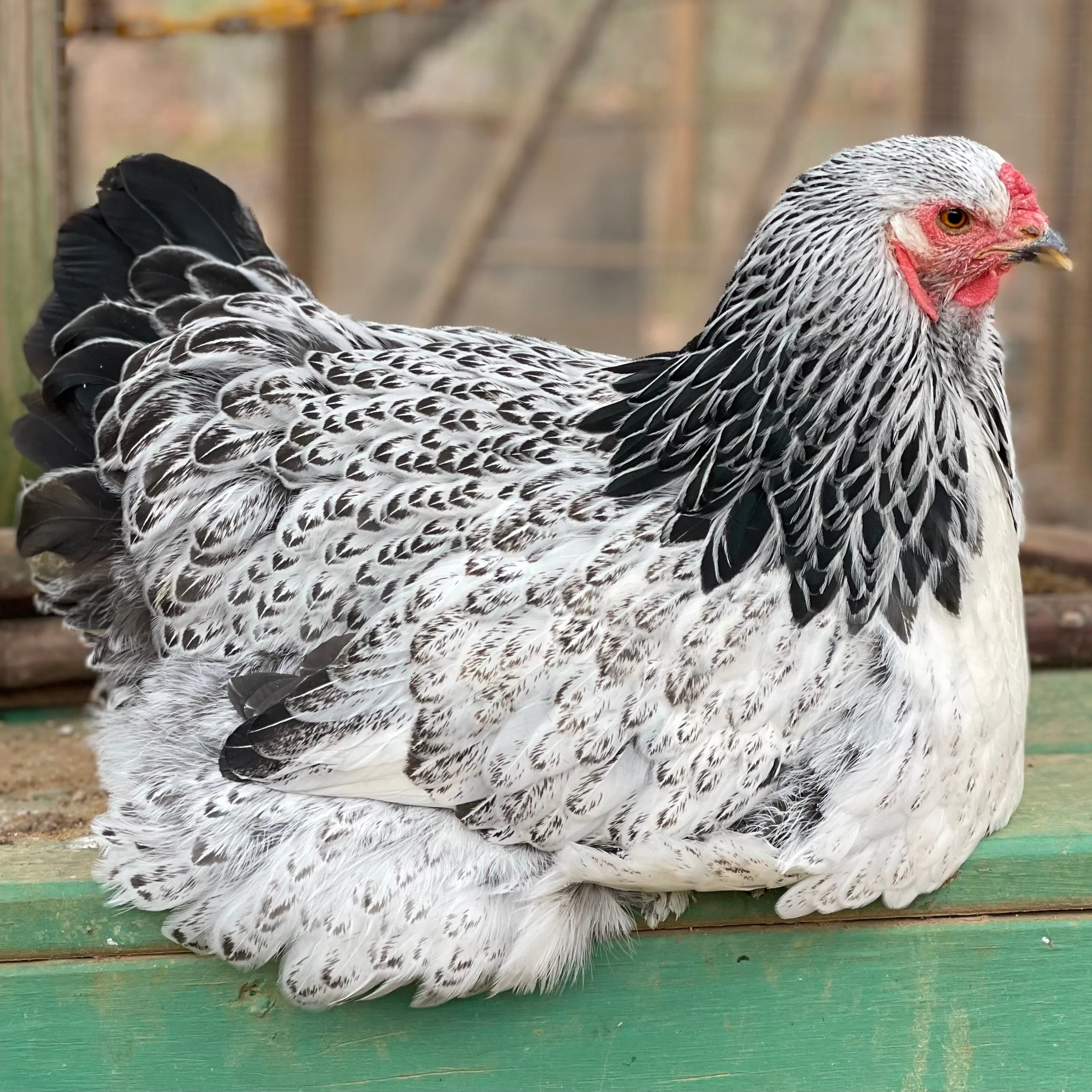 Baby Chicks: Light Brahma - Weidukt