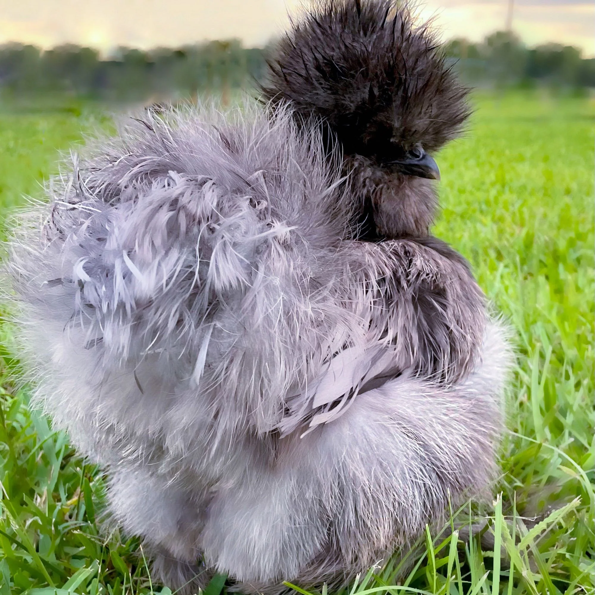 Baby Chicks: Blue Silkie Bantam - Weidukt