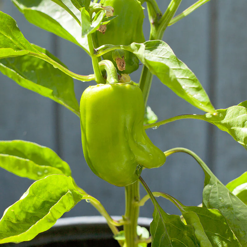 Cal Wonder Sweet Pepper Seeds (Organic) - Weidukt