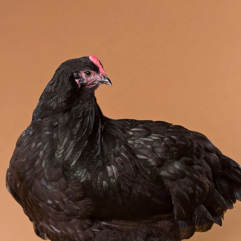 Baby Chicks: Black/Lavender Split Orpington - Weidukt