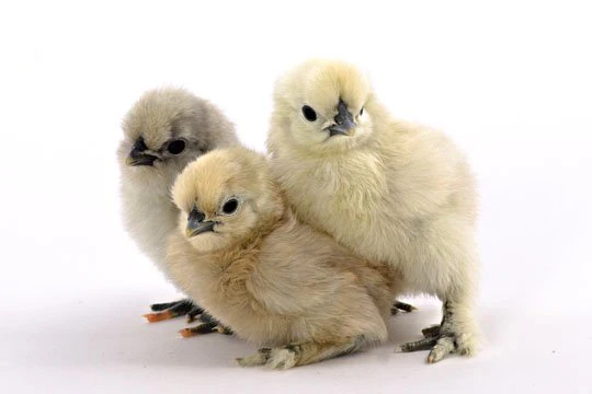 Baby Chicks: White Silkie Bantam - Weidukt