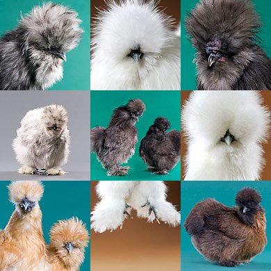 Mystery Chick from Our Silkie Bantam Assortment - Weidukt