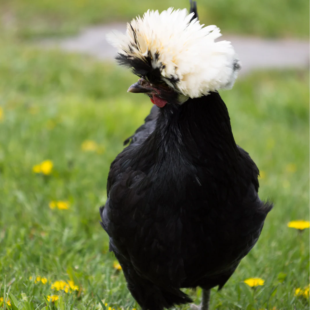 Pullet: White Crested Black Polish, Shipping Week of - Weidukt