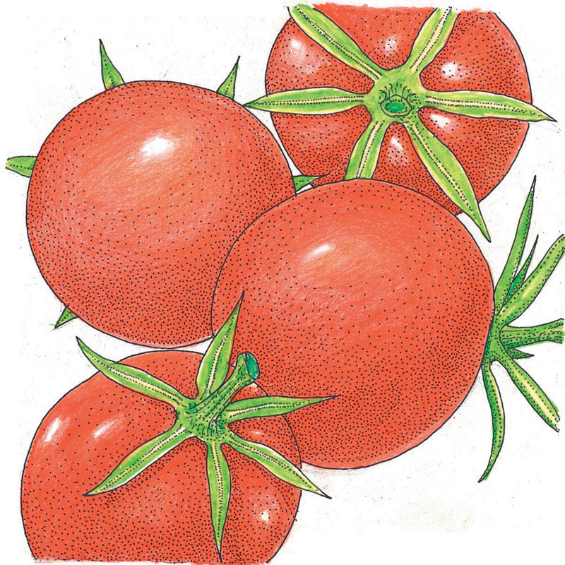 Burbank Tomato Seeds (Organic) - Weidukt
