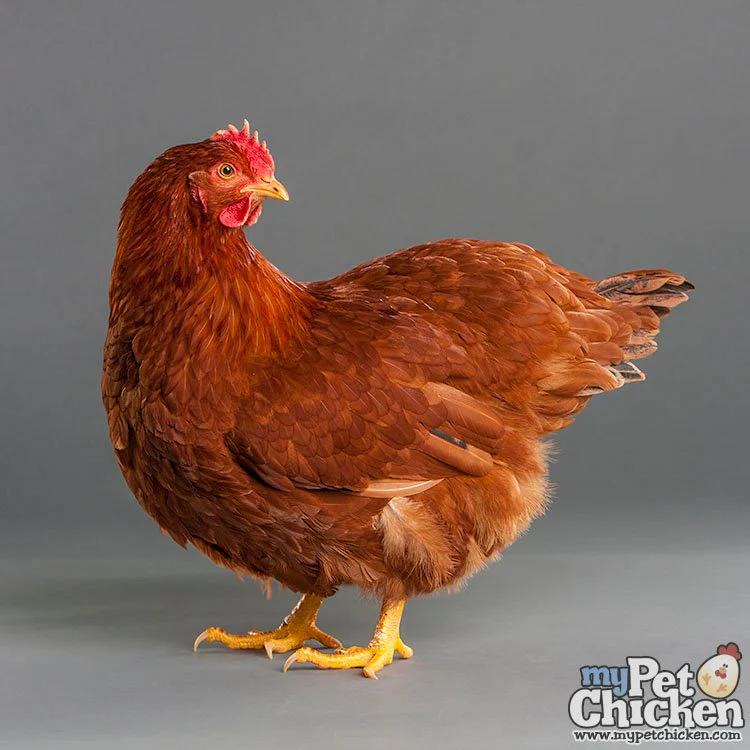 Baby Chicks: New Hampshire Red - Weidukt