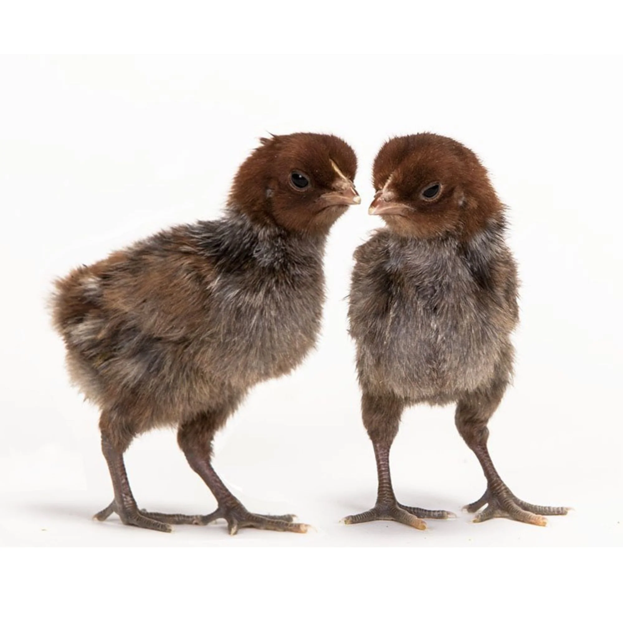 Baby Chicks: Egyptian Fayoumi - Weidukt
