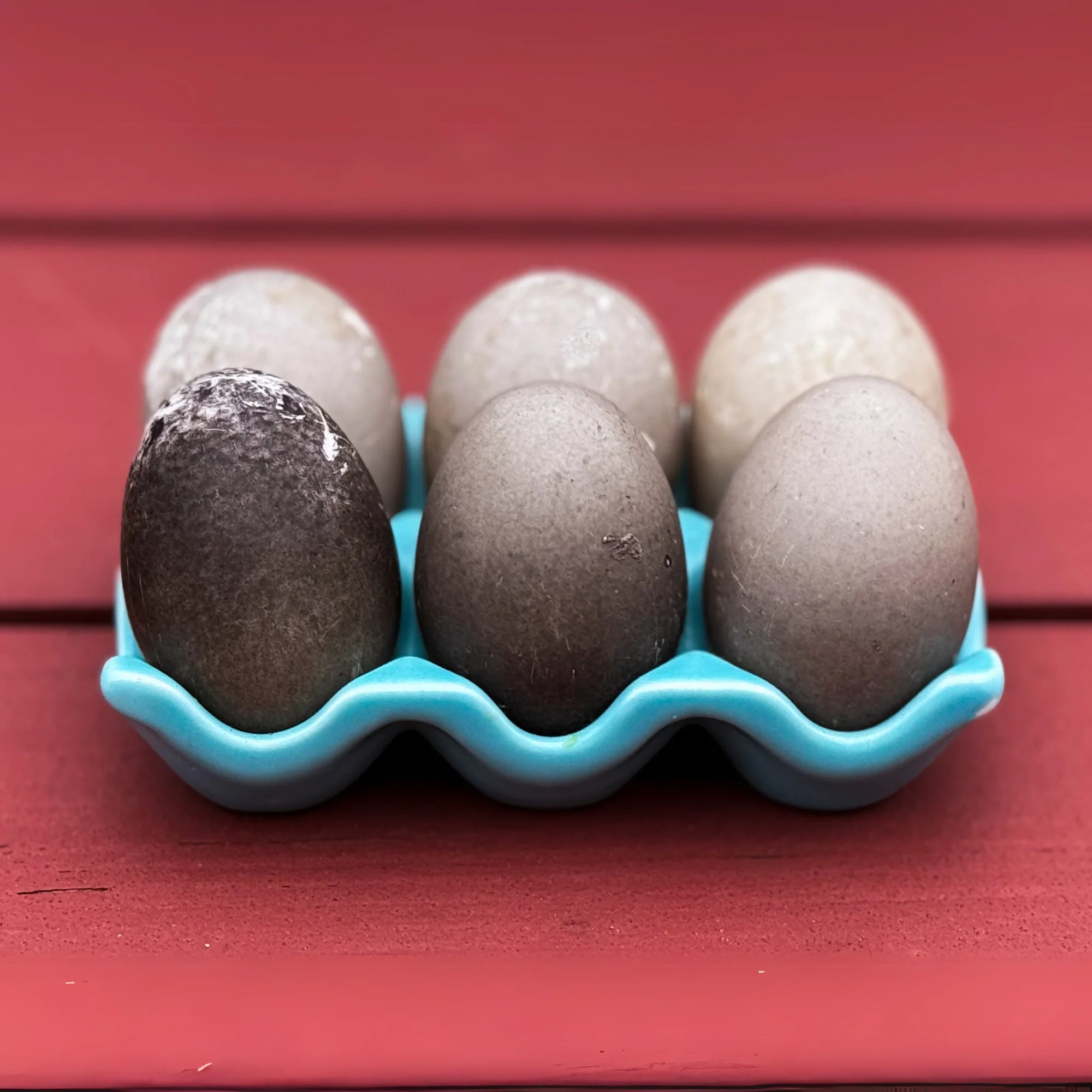 Ducklings: Cayuga - Weidukt