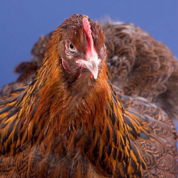 Baby Chicks: Partridge Cochin - Weidukt