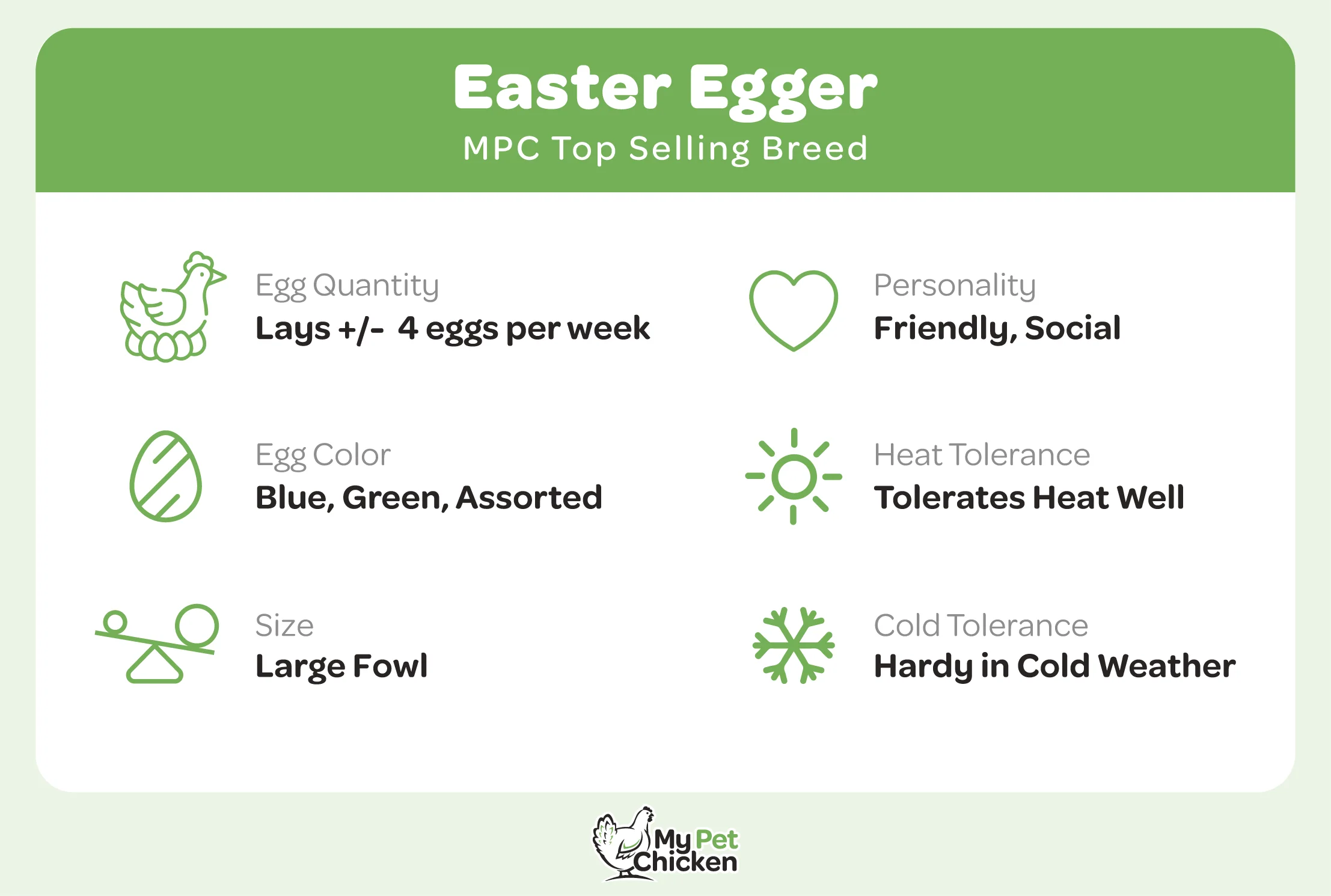Pullet: Easter Egger, Shipping Week of - Weidukt