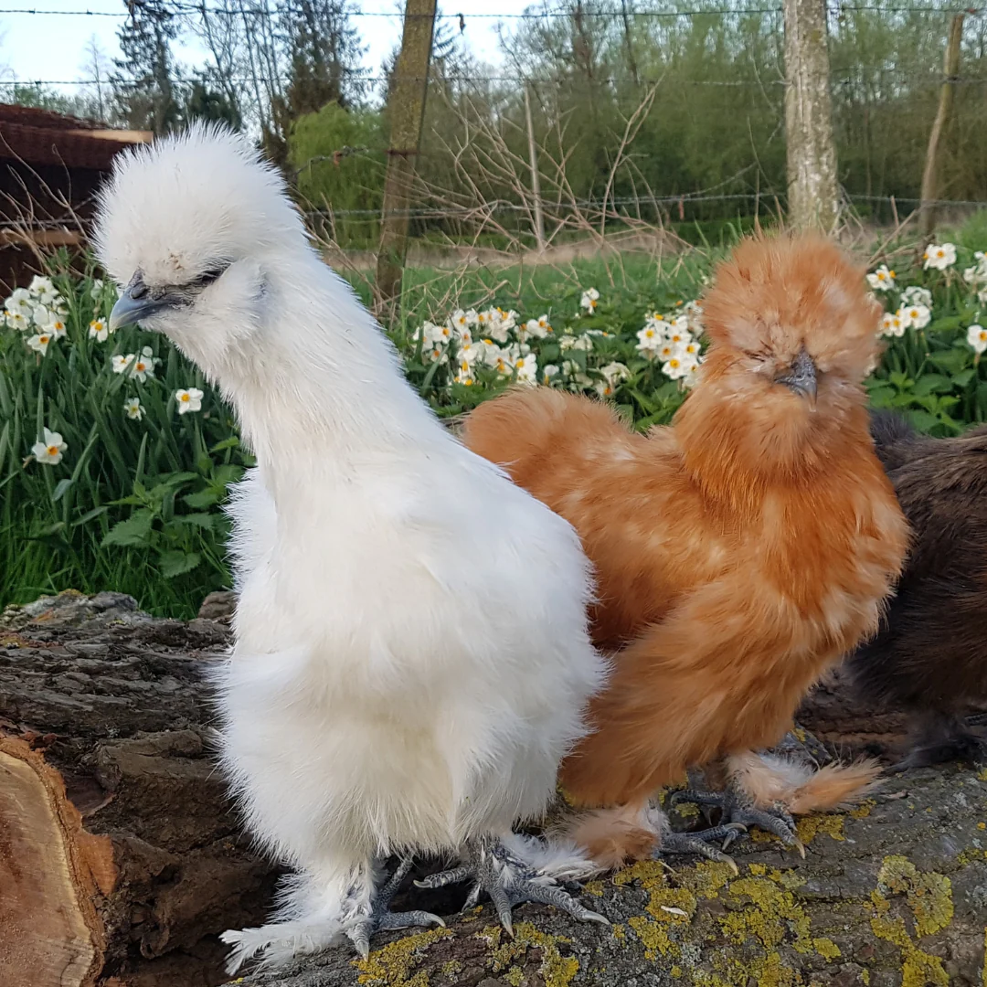 Mystery Chick from Our Feather-Legged Bantam Assortment - Weidukt