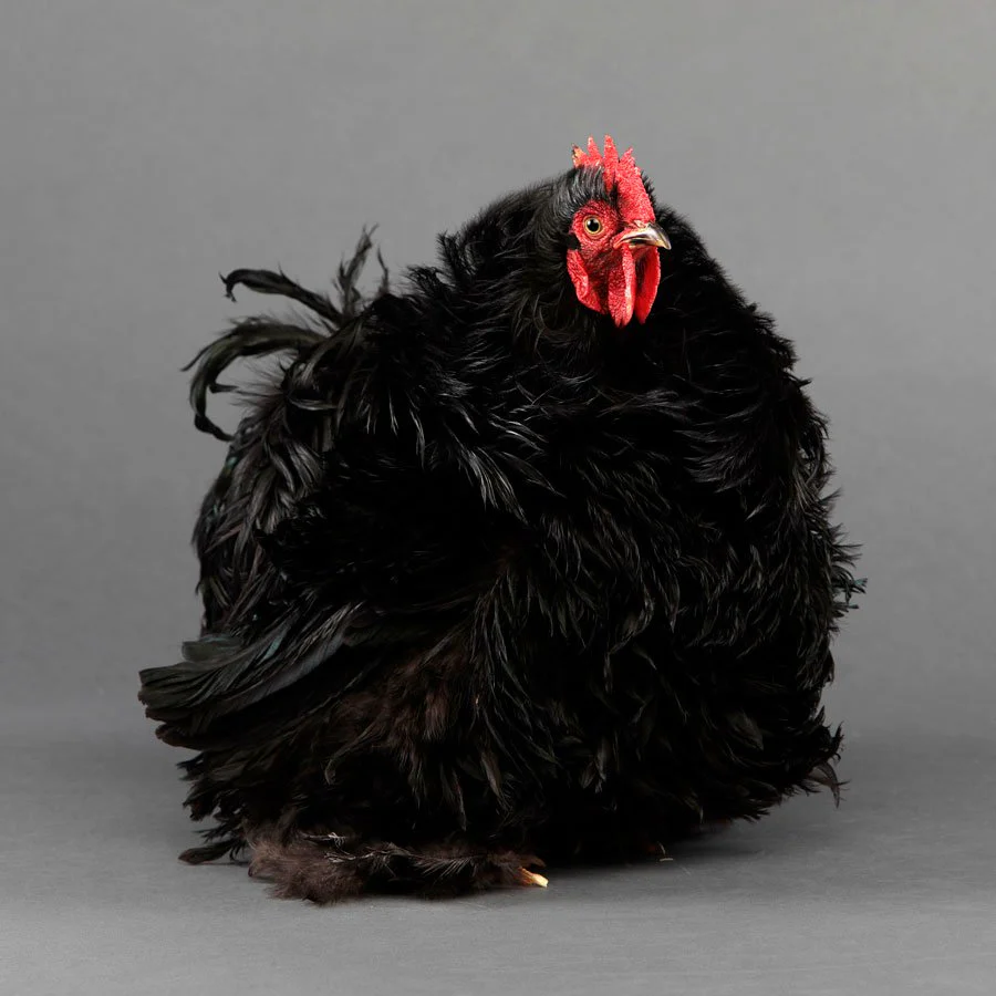 Pullet: Black Frizzle Cochin Bantam, Shipping Week of - Weidukt