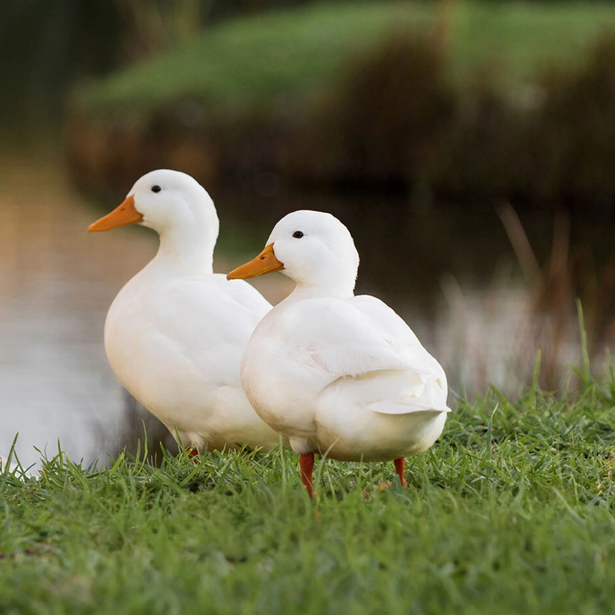 Hatching Eggs: Assorted Call Duck - Weidukt