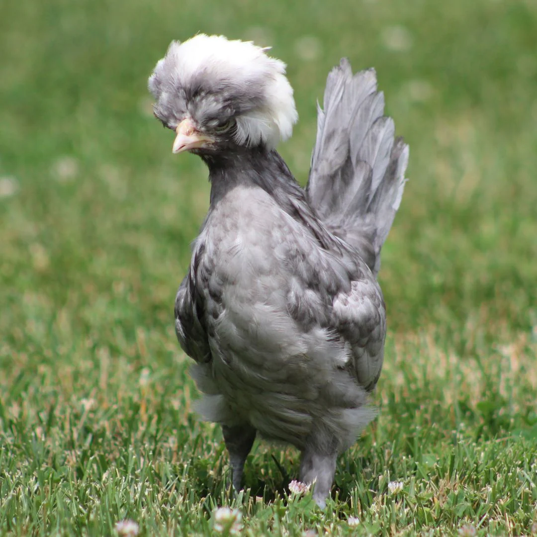 Pullet: White Crested Blue Polish, Shipping Week of - Weidukt