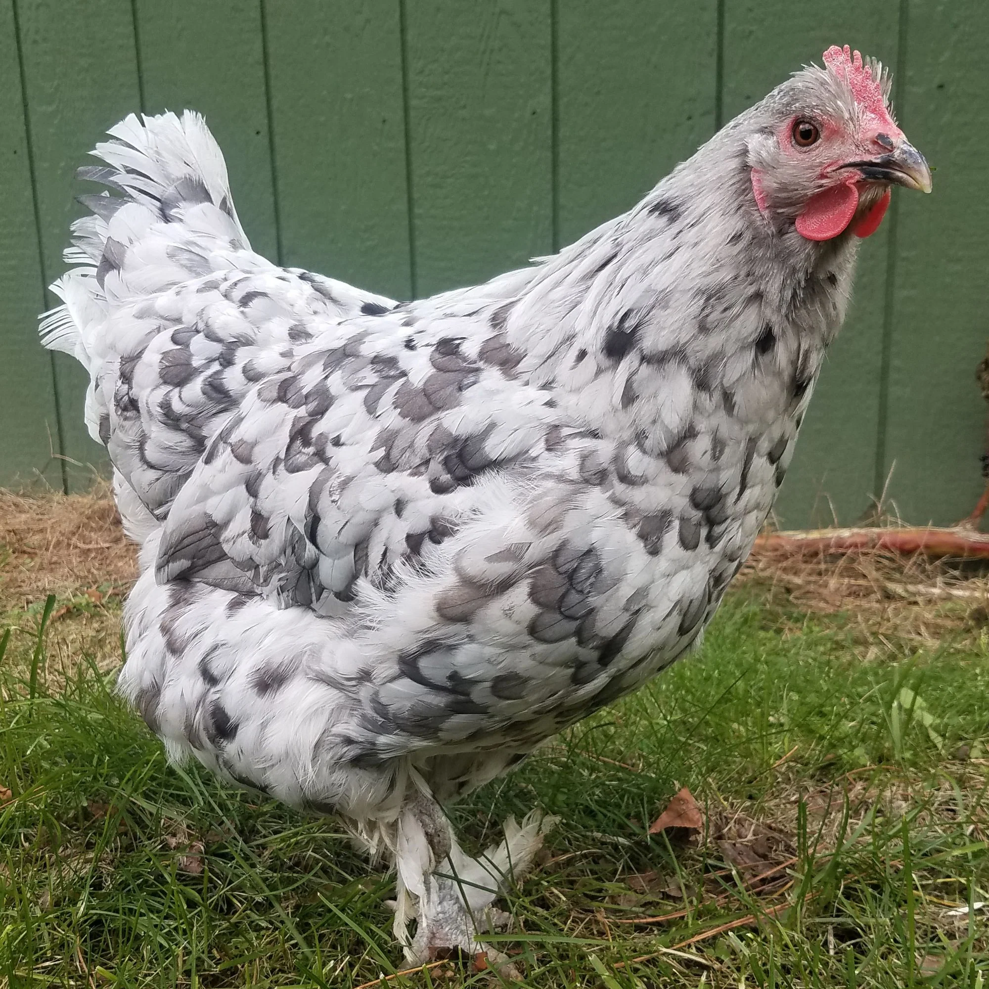 Pullet: Blue Splash Marans, Shipping Week of - Weidukt