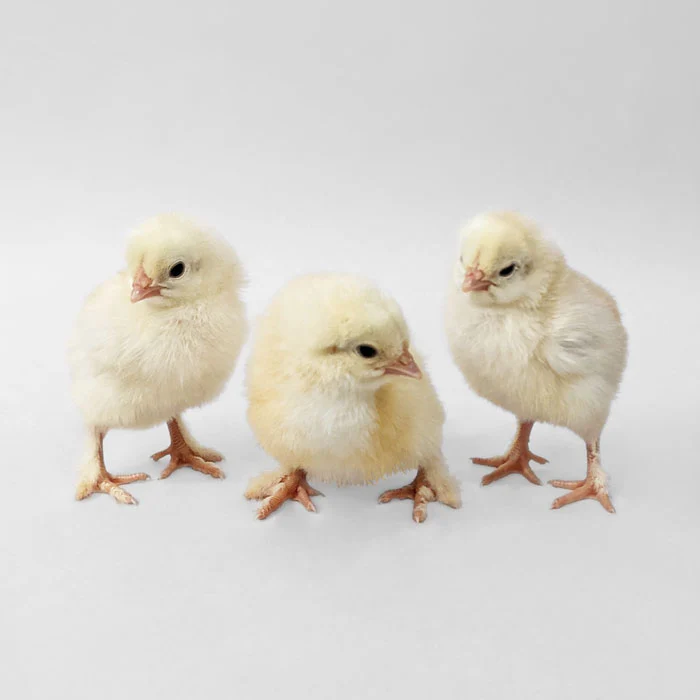 Baby Chicks: Wheaten Marans - Weidukt