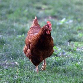 Hatching Eggs: Standard Egg Layer Assortment, Hen Haven Location - Weidukt