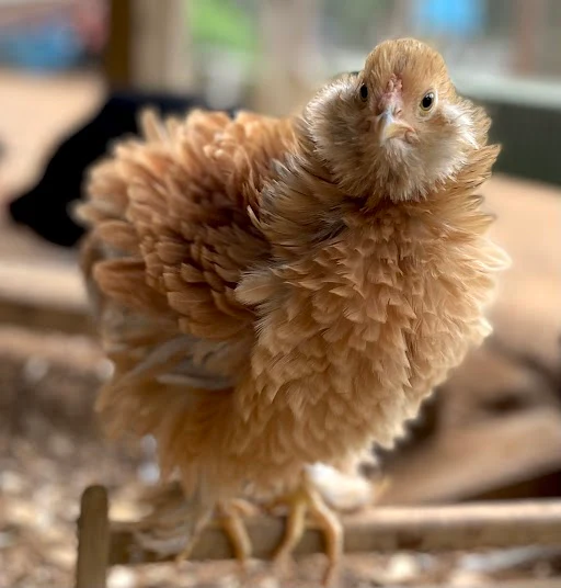 Baby Chicks: Frizzle Easter Egger - Weidukt