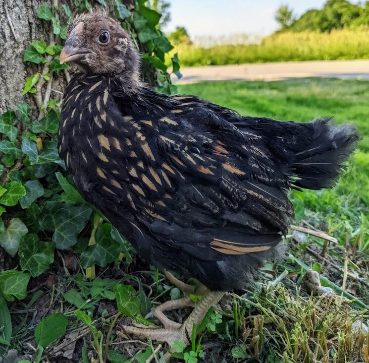 Pullet: Golden Laced Wyandotte, Shipping Week of - Weidukt