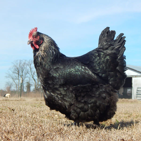 Mystery Chick from Our Rare Marans Assortment - Weidukt
