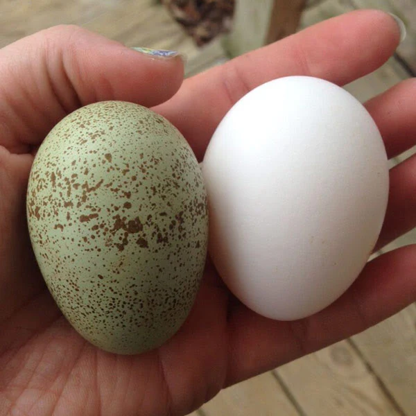 Hatching Eggs: Intense Egg Colors Assortment, Hen Haven Location - Weidukt