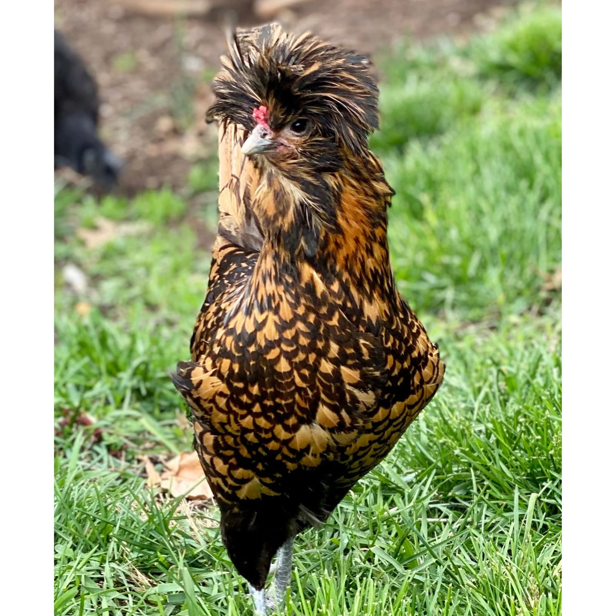 Baby Chicks: Golden Laced Polish - Weidukt