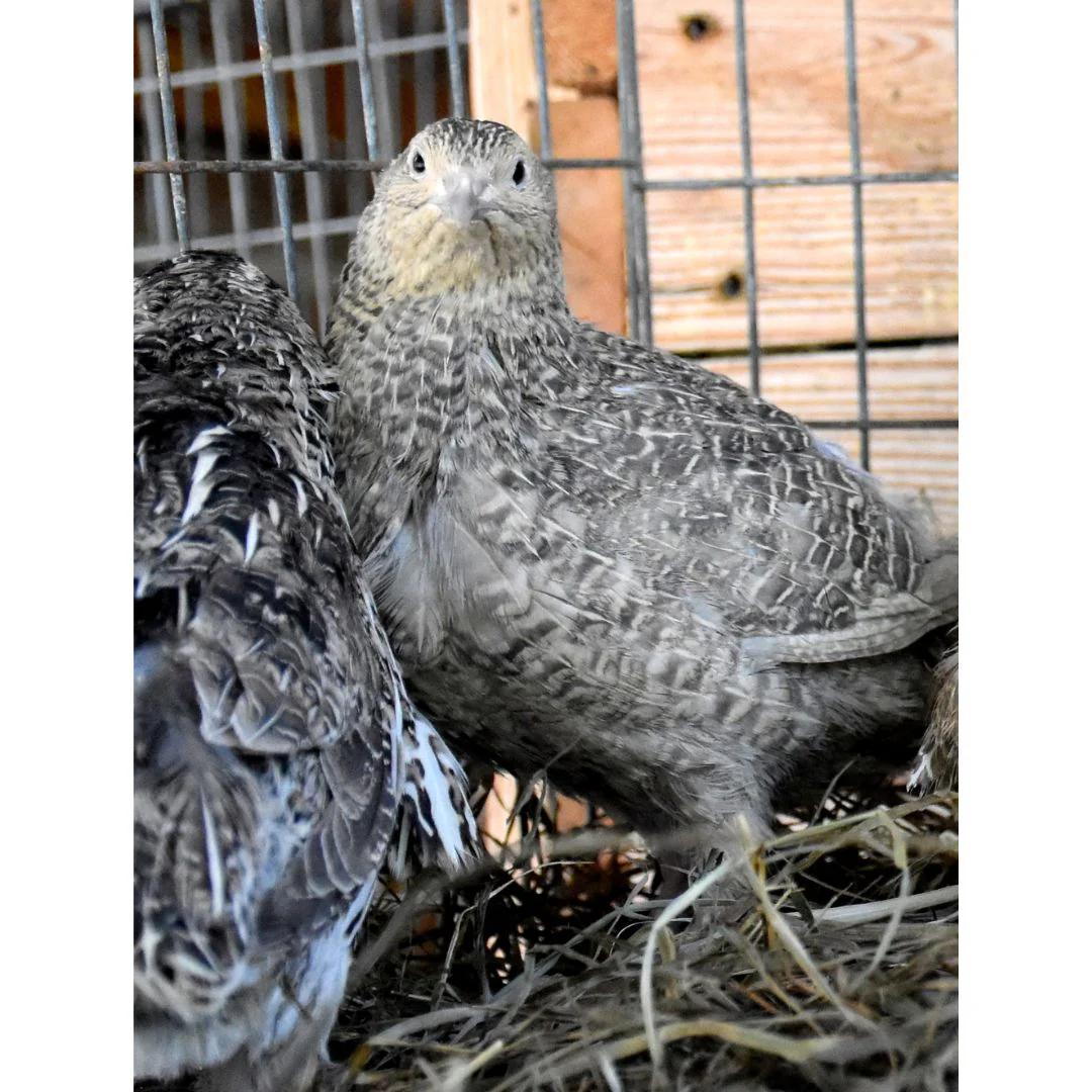Hatching-Eggs: Coturnix Quail, Hen Haven Location - Weidukt