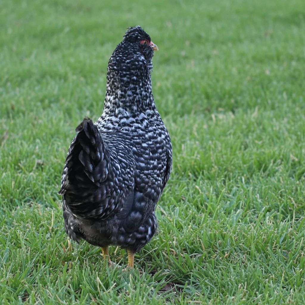 Baby Chicks: Deep Ocean Cuckoo - Weidukt