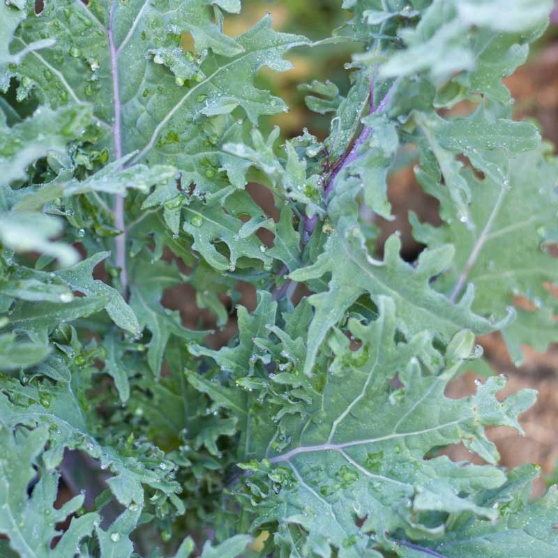 Red Russian Kale Seeds (Organic) - Weidukt