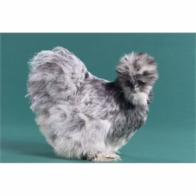 Baby Chicks: Splash Silkies - Weidukt