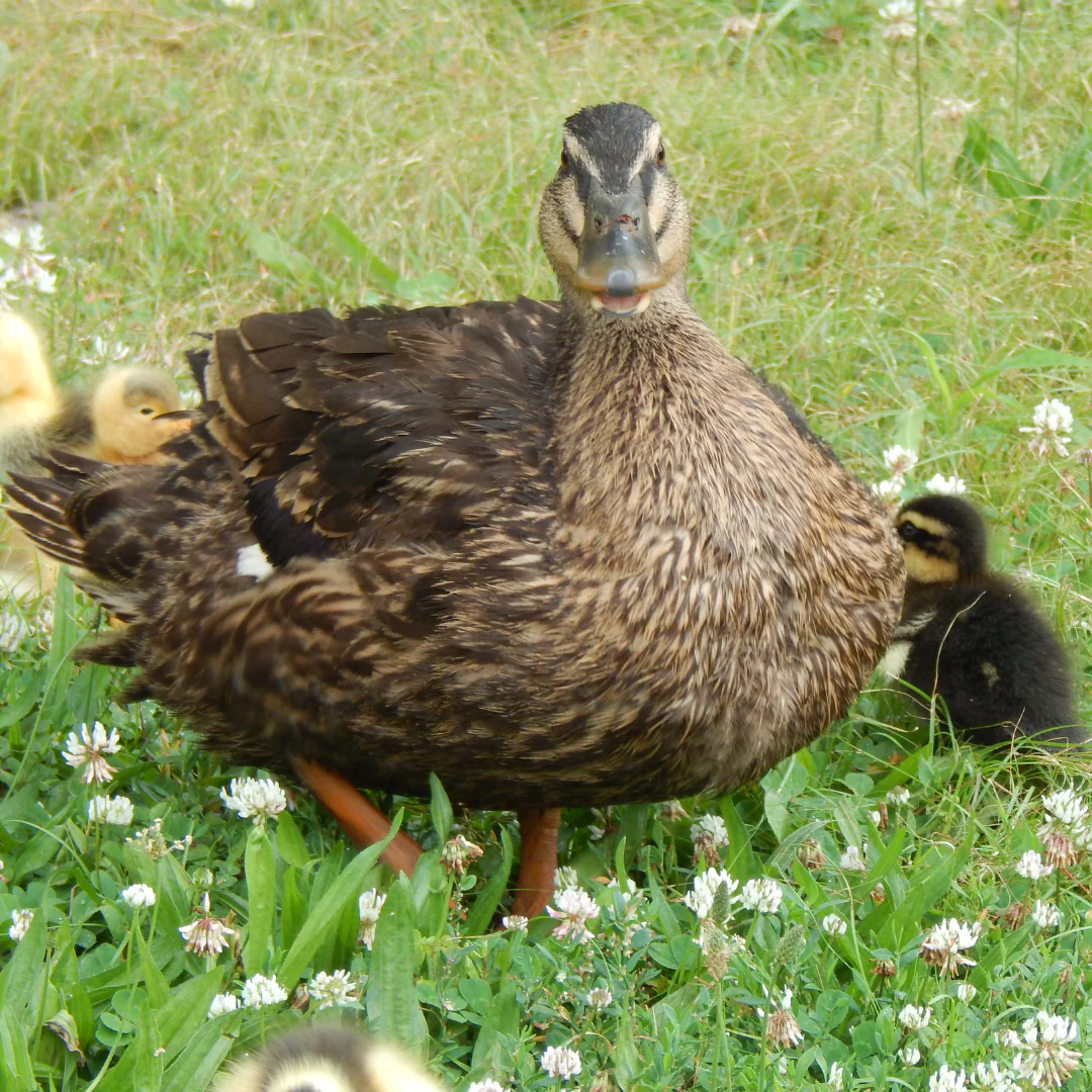 Ducklings: Rouen - Weidukt