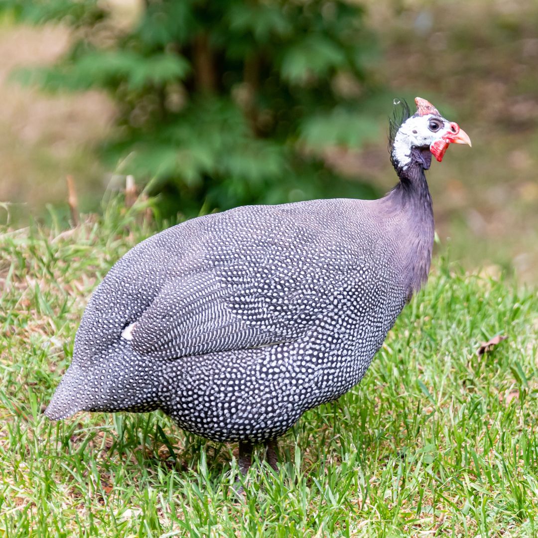 Pearl Guinea Fowl - Weidukt