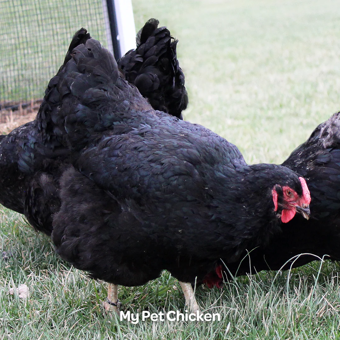 Hatching Eggs: Black Lavender Split Wyandotte, Backyard Bunch Location - Weidukt