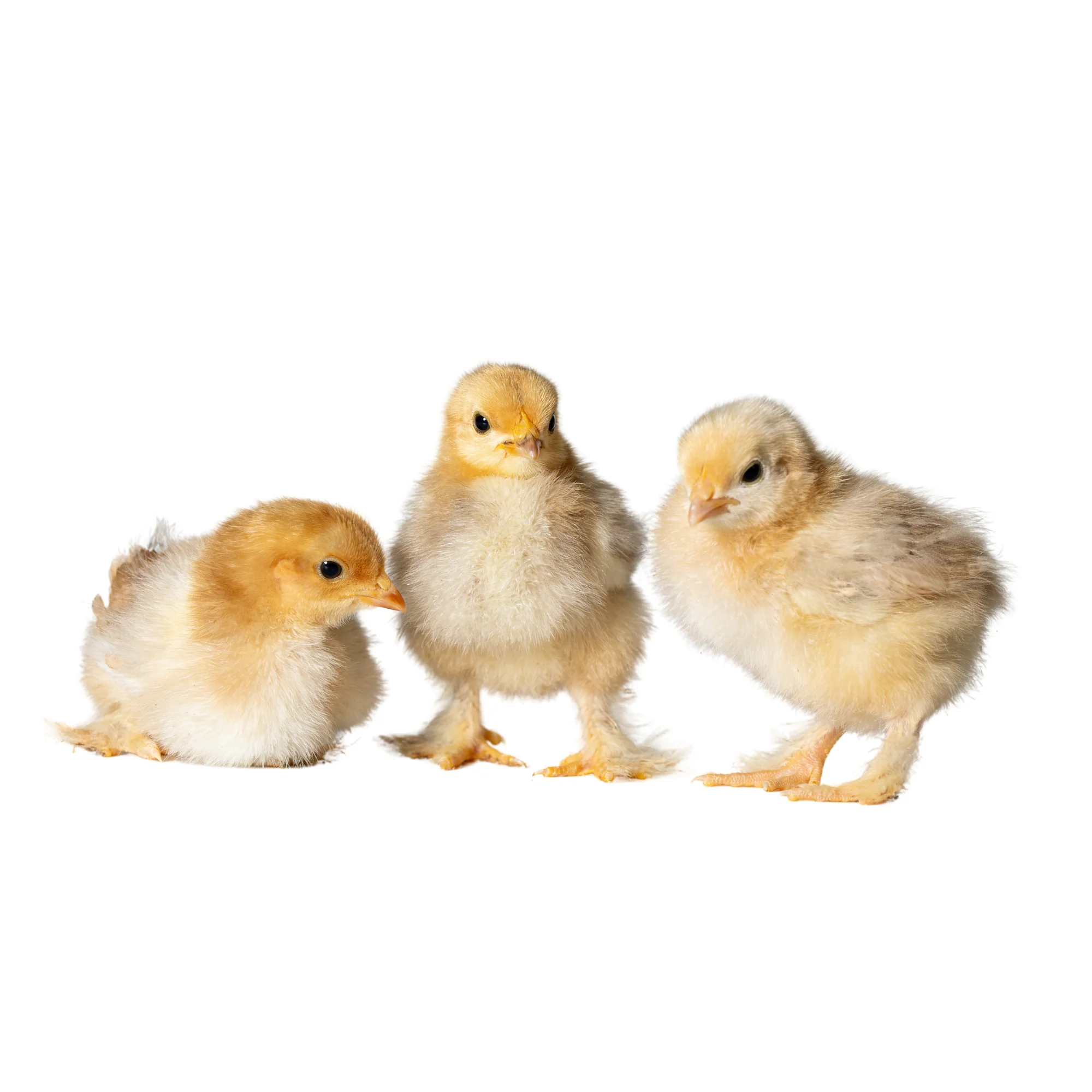Baby Chicks: Calico Cochin Bantam - Weidukt