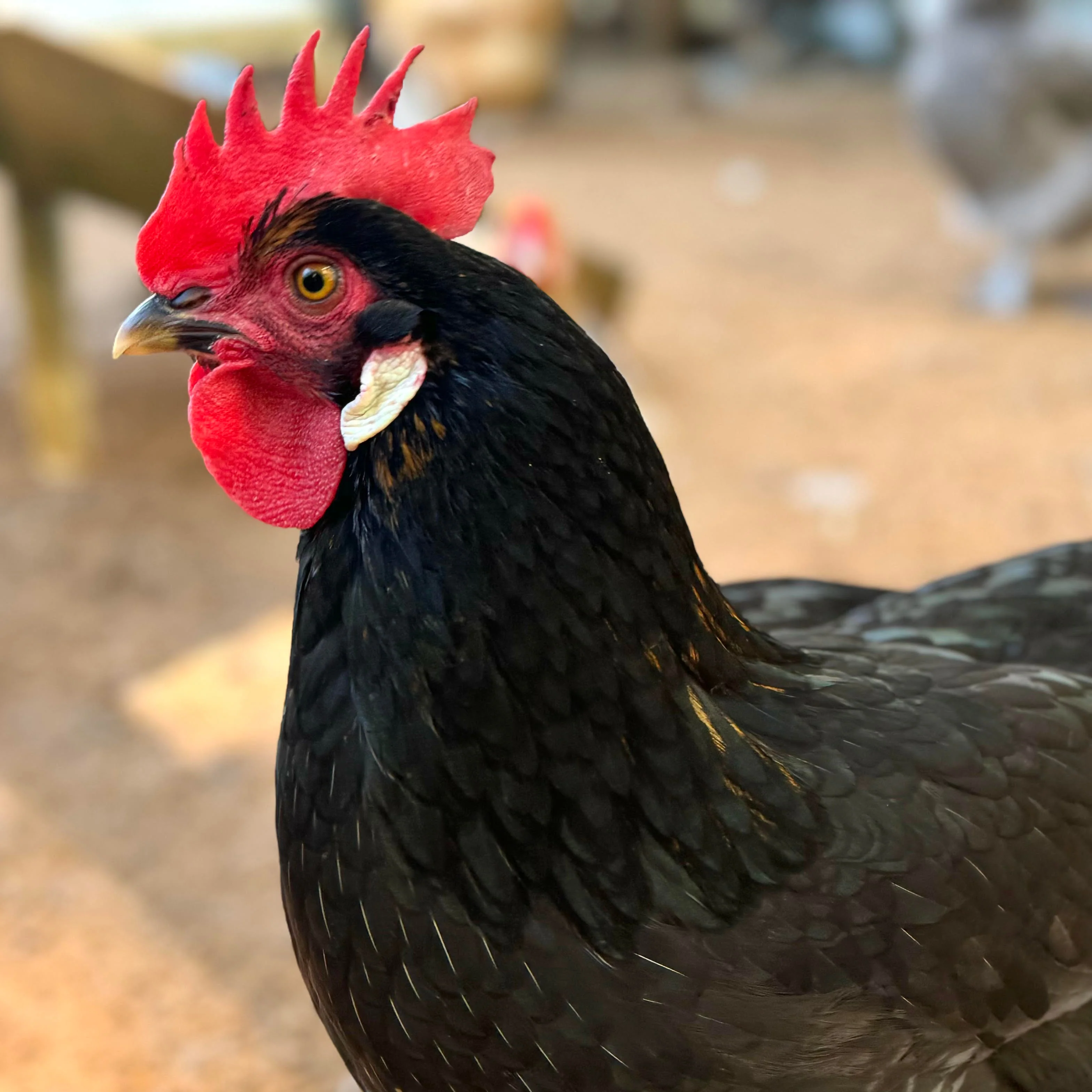 Baby Chicks: Ameribella Sex-Link - Weidukt