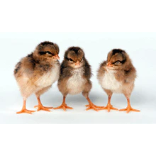Baby Chicks: Welsummer Bantam - Weidukt