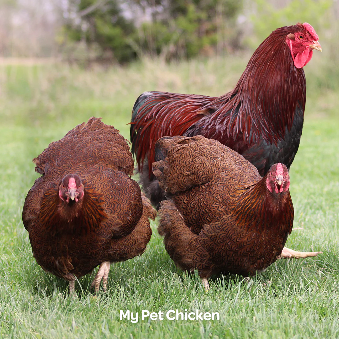 Hatching Eggs: Partridge Wyandotte, Backyard Bunch Location - Weidukt