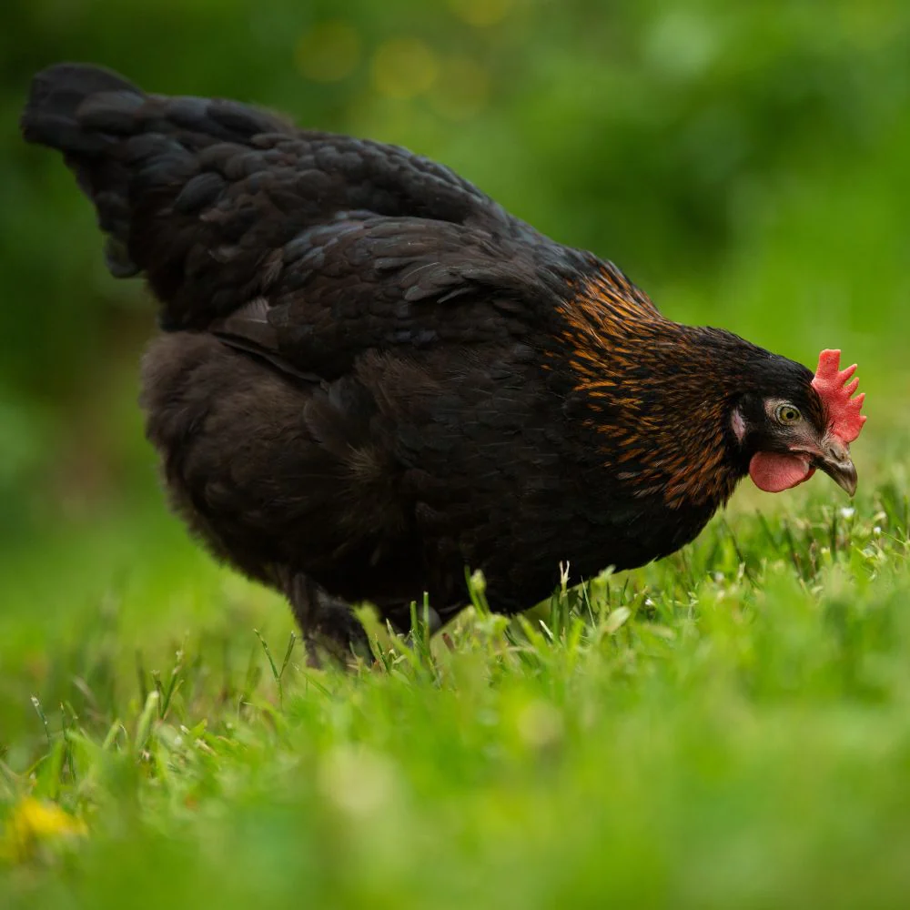 Pullet: Black Copper Marans, Shipping Week - Weidukt