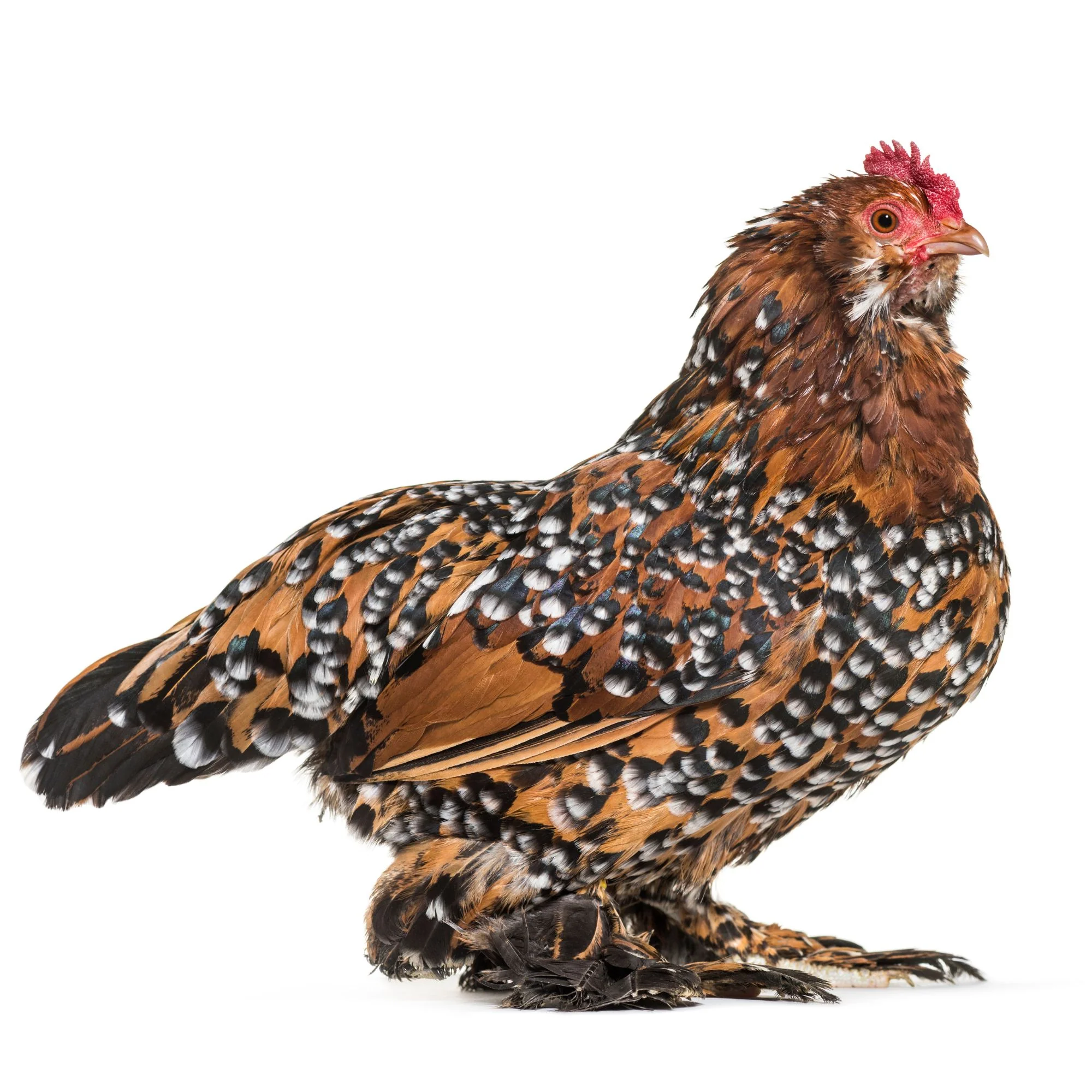 Pullet: Mille Fleur d'Uccle Bantam, Shipping Week of - Weidukt