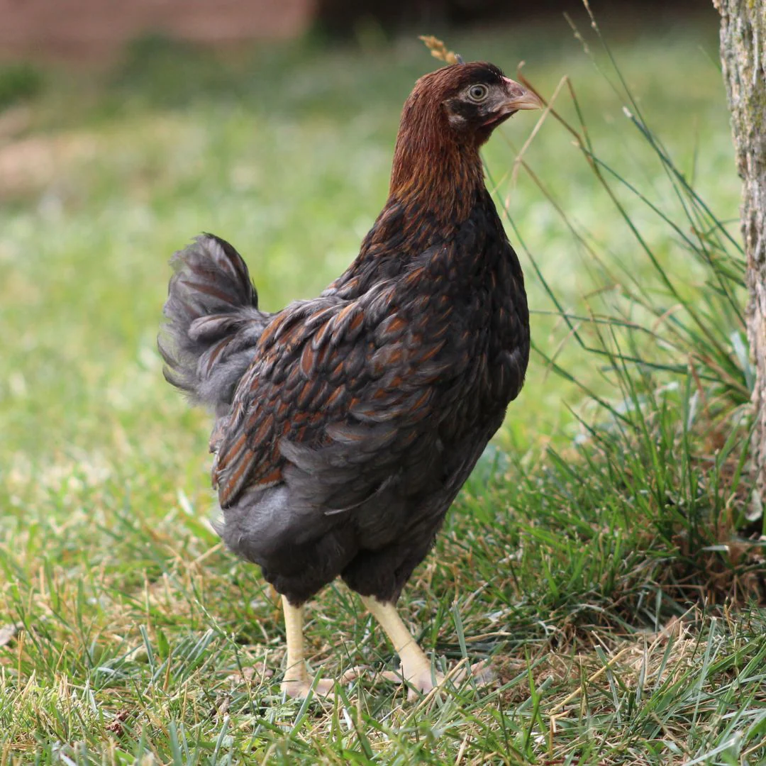 Pullet: Blue Laced Red Wyandotte, Shipping Week of - Weidukt