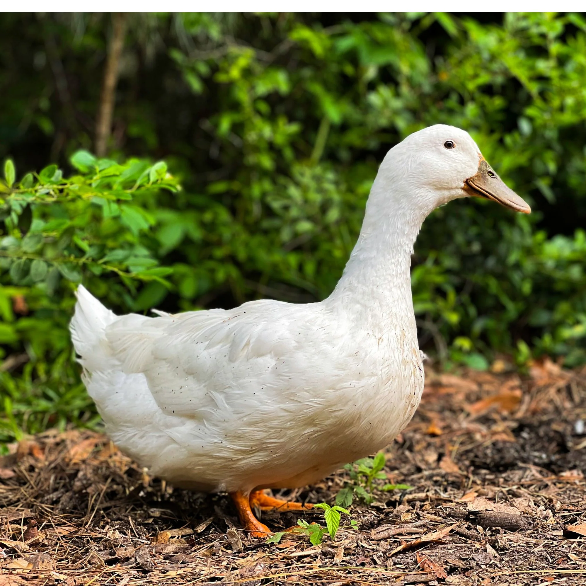 Ducklings: Pekin - Weidukt