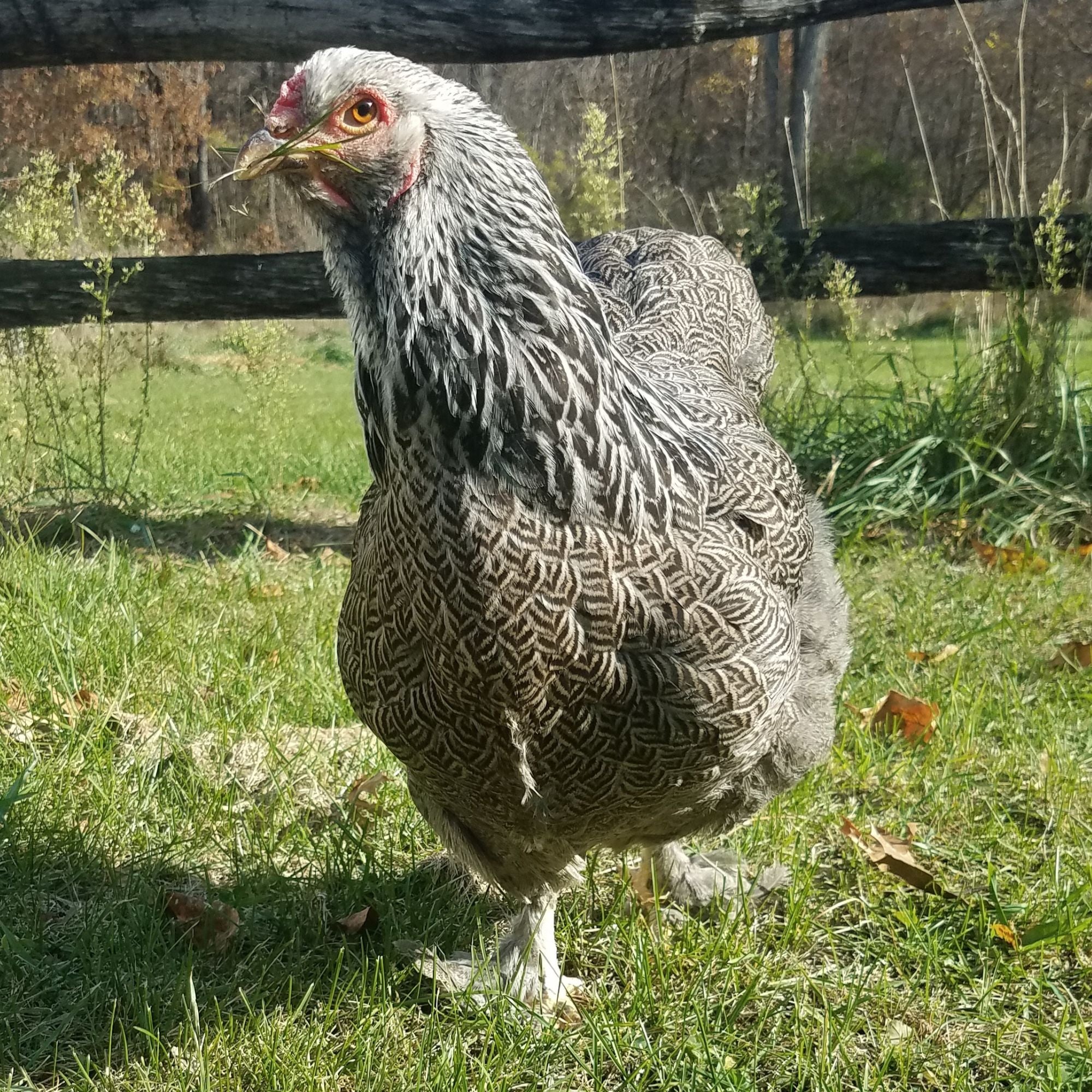 Baby Chicks: Dark Brahma - Weidukt