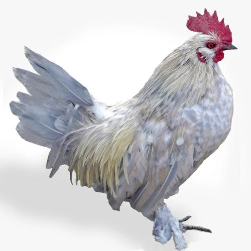 Baby Chicks: Porcelain d'Uccle Bantam - Weidukt