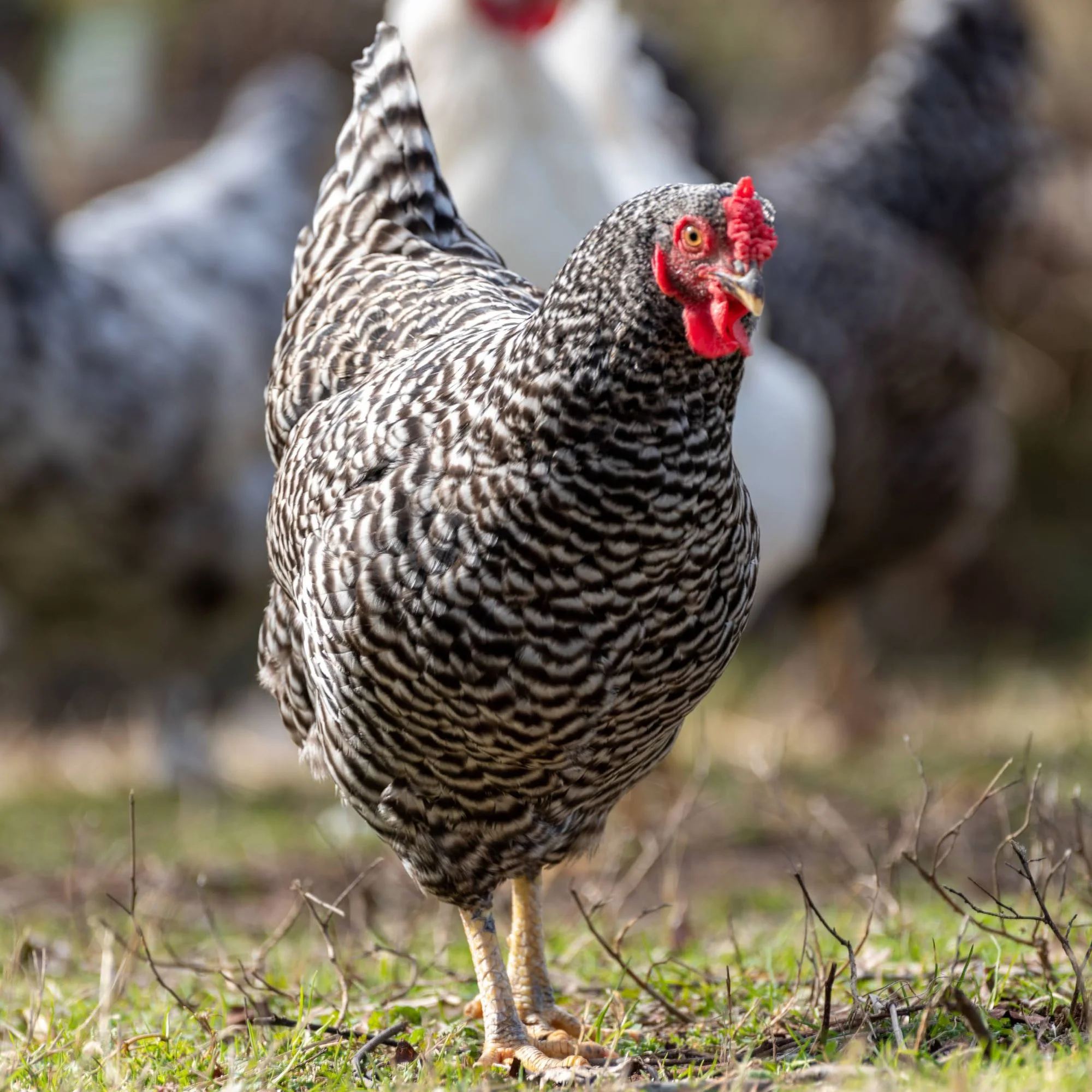 Baby Chicks: Dominique - Weidukt