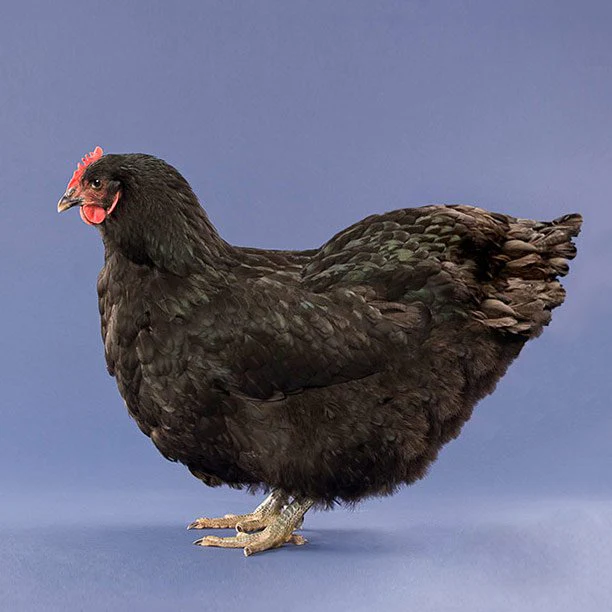 Baby Chicks: Black Jersey Giant - Weidukt