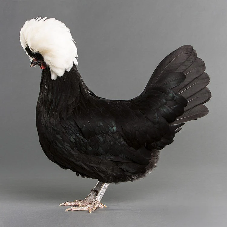 Baby Chicks: White Crested Black Polish - Weidukt
