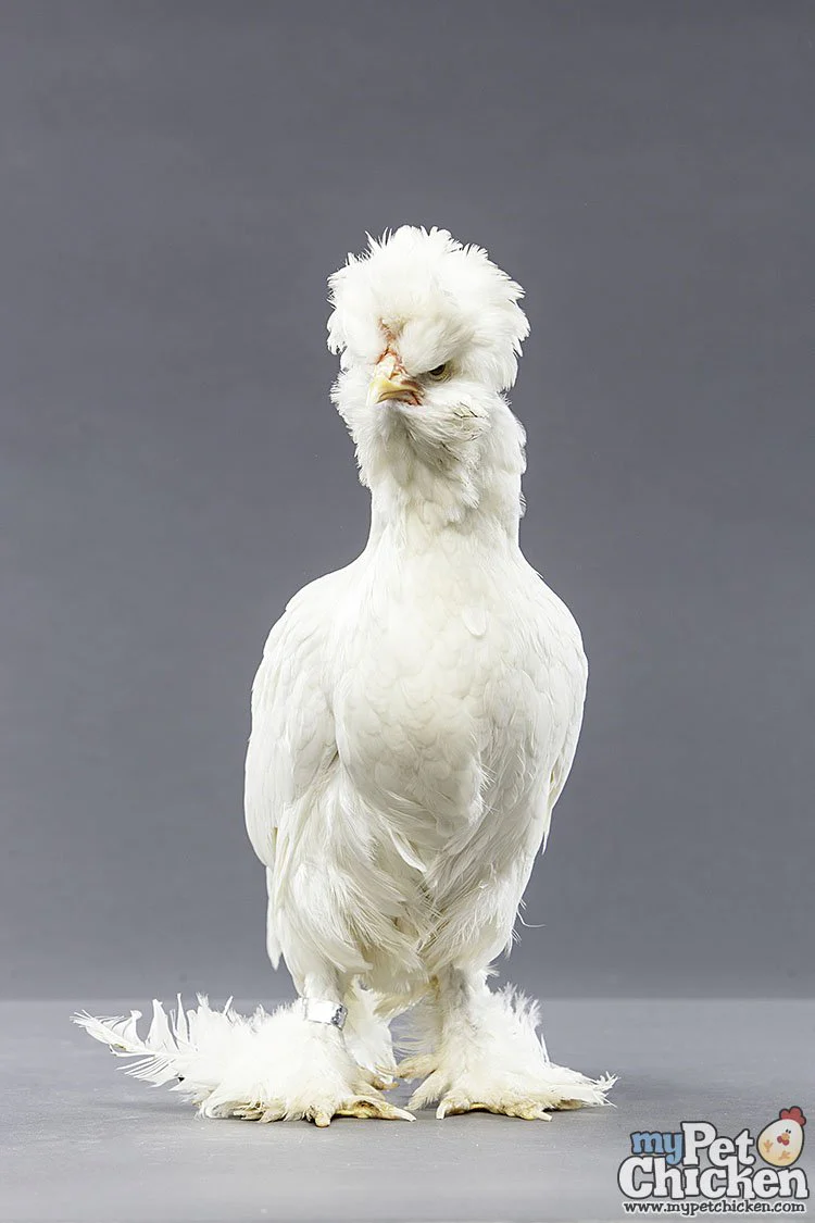 Baby Chicks: White Sultan - Weidukt