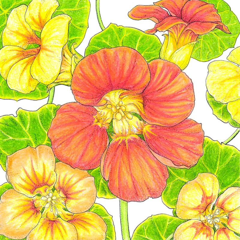 Kaleidoscope Mix Nasturtium Seeds (Organic) - Weidukt