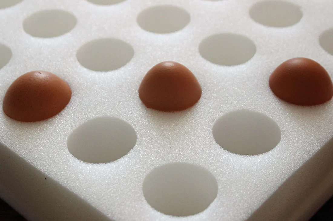 Hatching Eggs: Wyandotte Lot Assortment, Backyard Bunch Location - Weidukt