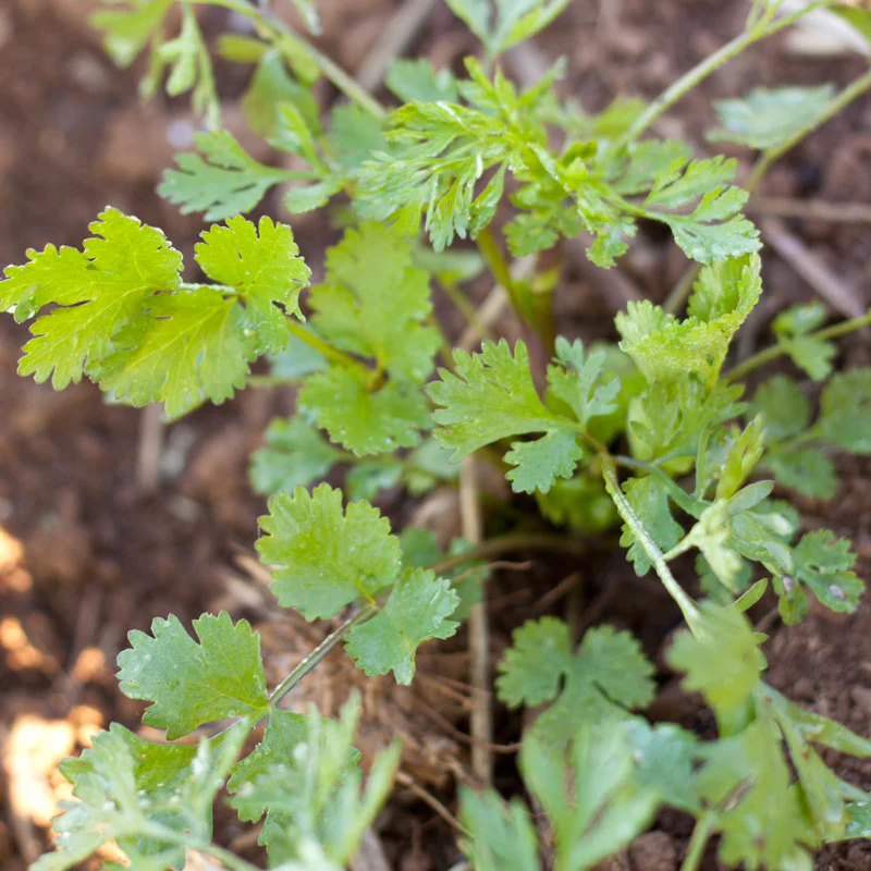 Cilantro Seeds (Organic) - Weidukt
