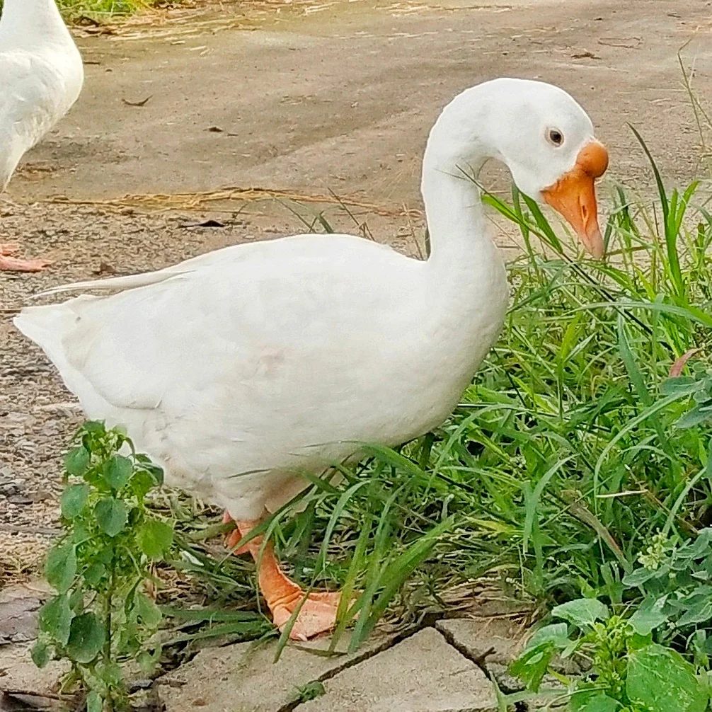 Goslings: White Chinese - Weidukt
